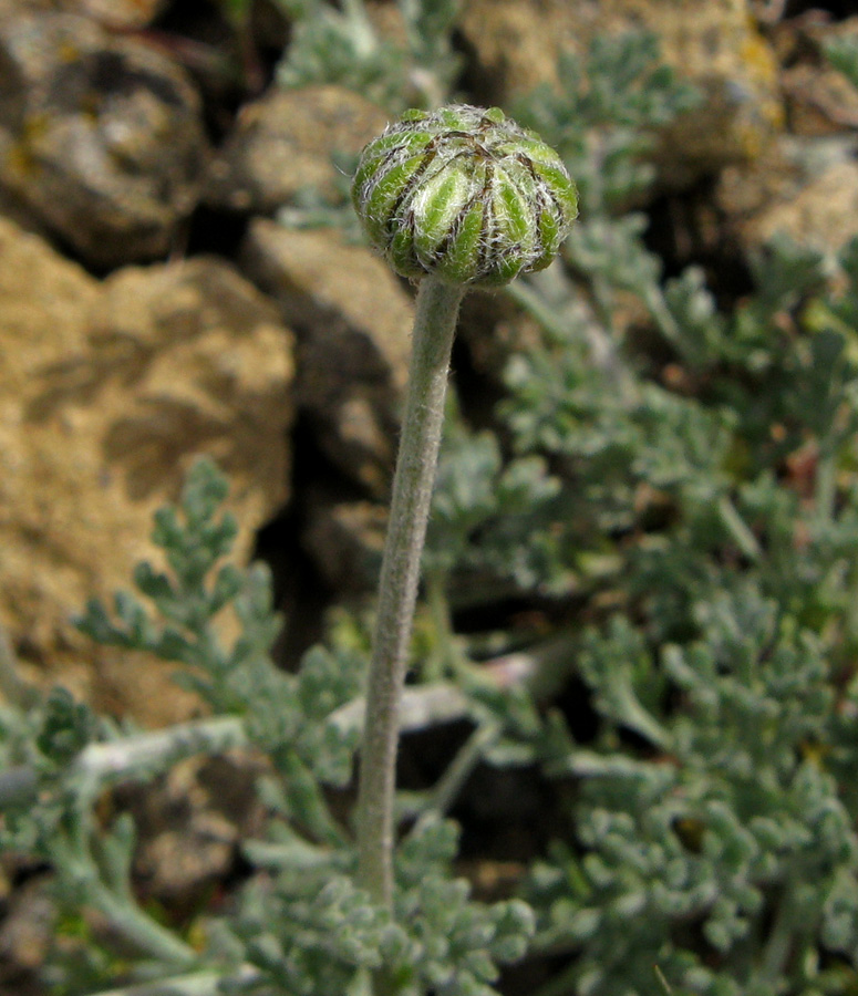 Изображение особи Anthemis tranzscheliana.