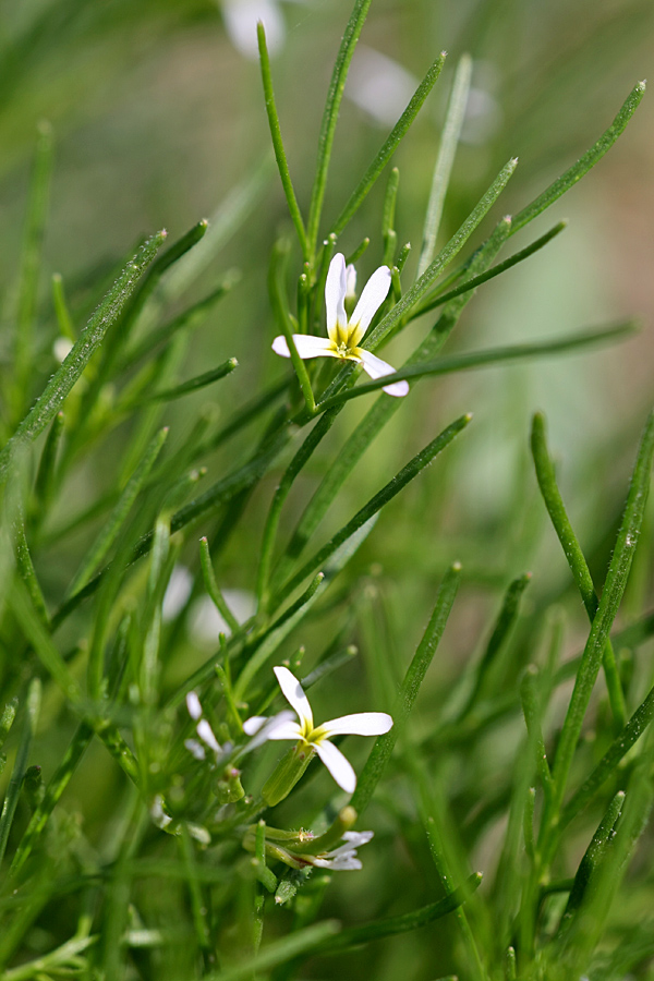 Изображение особи Leptaleum filifolium.