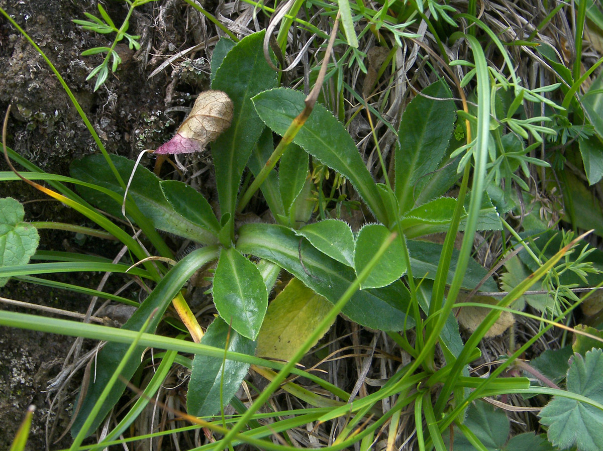 Image of Campanula ciliata specimen.