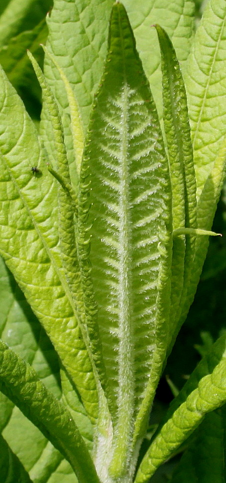 Image of Vernonia arkansana specimen.