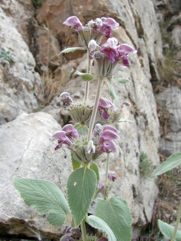 Изображение особи Phlomoides canescens.