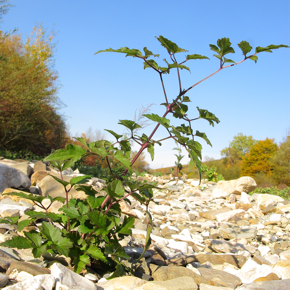 Изображение особи Clematis vitalba.