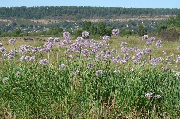 Image of Allium senescens specimen.