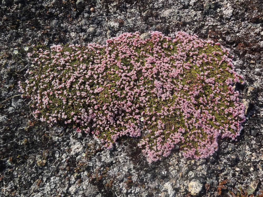 Image of Loiseleuria procumbens specimen.