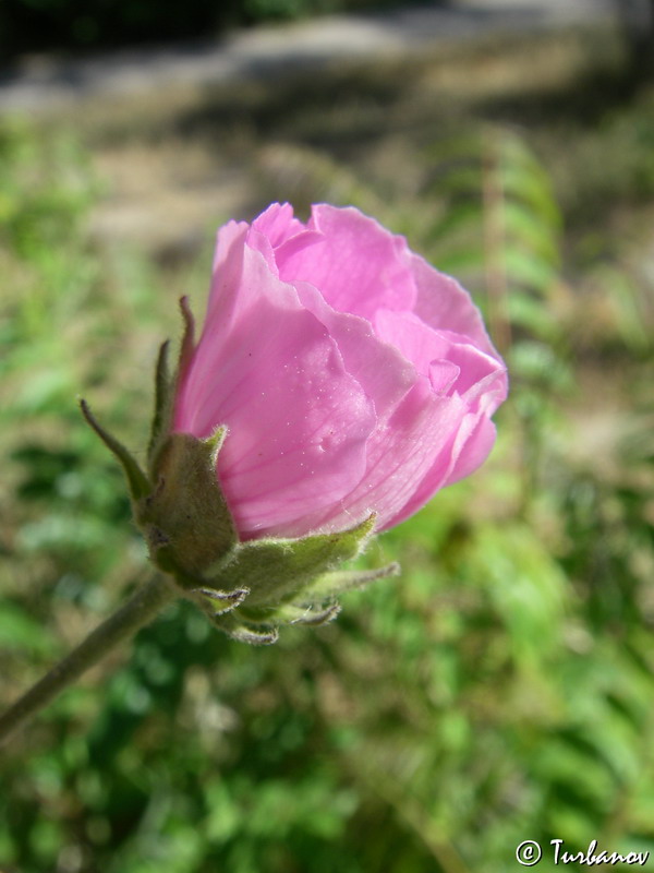 Image of Althaea cannabina specimen.