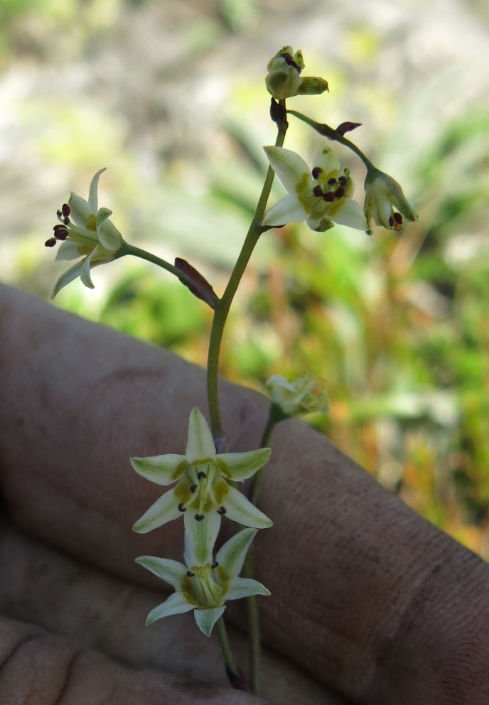 Image of Zigadenus sibiricus specimen.