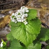 Alliaria petiolata. Верхушка цветущего растения. Краснодарский край, г. Новороссийск, скальнодубово-можжевеловое редколесье, вблизи горного ручья. 22.03.2014.