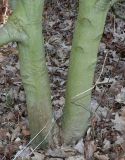 Acer circinatum. Комлевая часть двухствольного растения. Германия, г. Дюссельдорф, Ботанический сад университета. 10.03.2014.