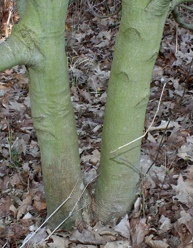 Image of Acer circinatum specimen.