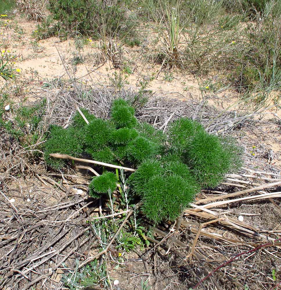 Image of Bilacunaria boissieri specimen.