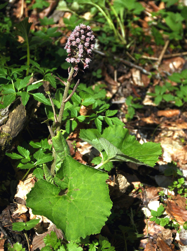 Image of Petasites hybridus specimen.