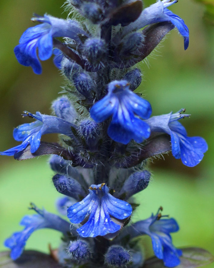 Image of Ajuga reptans specimen.