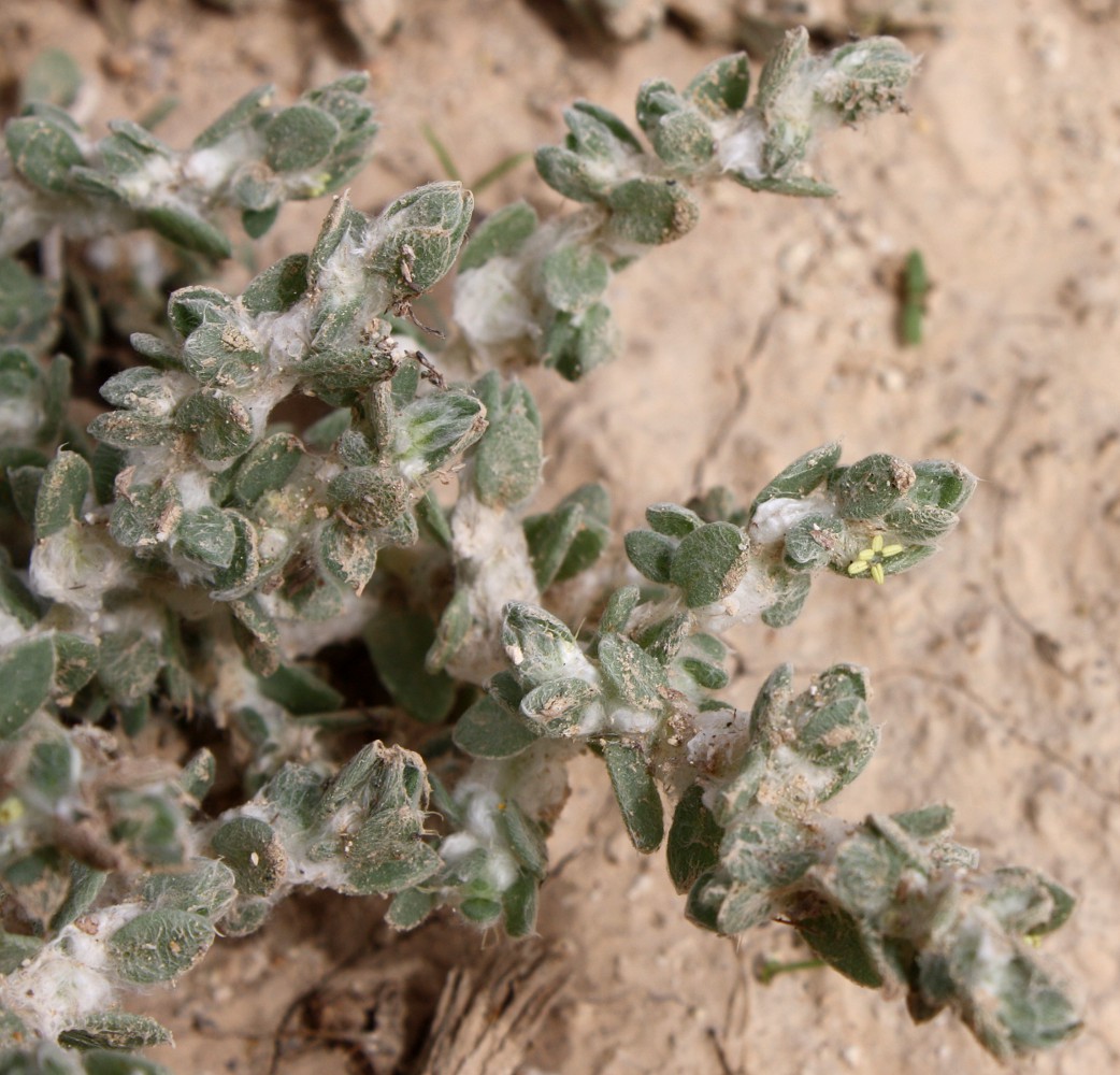 Image of Bassia eriophora specimen.