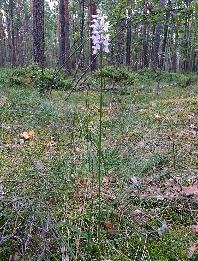 Image of Dactylorhiza maculata specimen.