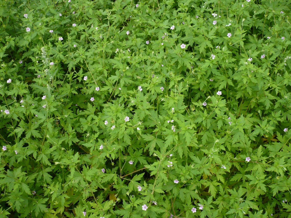 Image of Geranium sibiricum specimen.