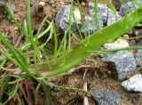 Crepis tectorum. Нижняя часть аномального (фасциированного) побега. Архангельская обл., Приморский р-н, окр. г. Северодвинск, ж.-д. насыпь. 08.07.2014.