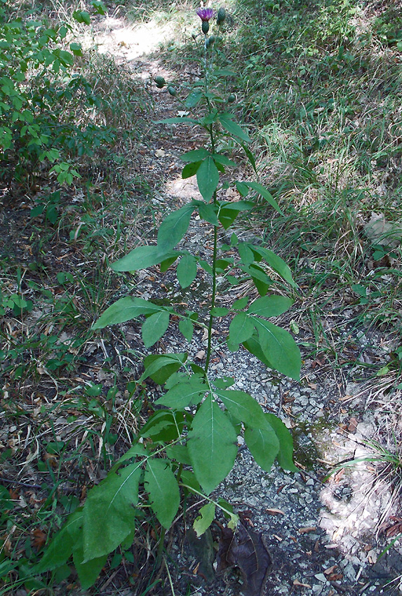 Image of Klasea quinquefolia specimen.