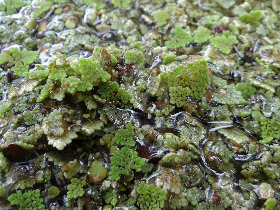 Изображение особи Azolla caroliniana.