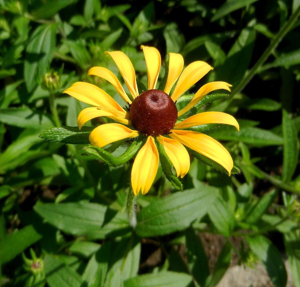 Изображение особи Rudbeckia hirta.