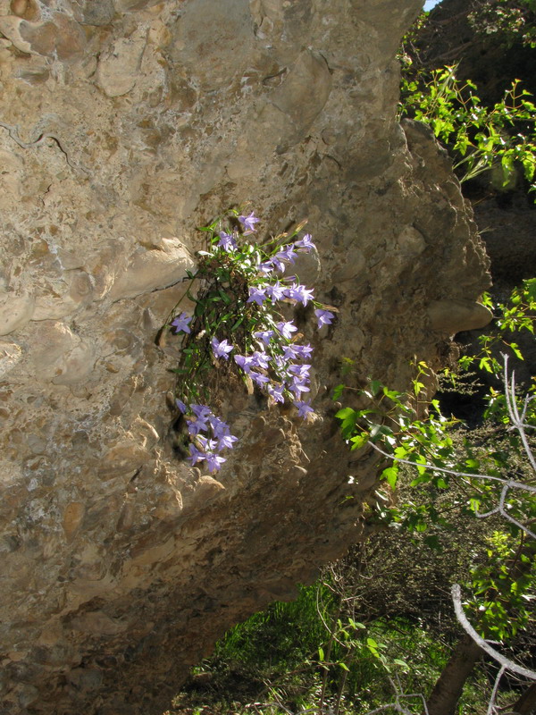 Image of Campanula capusii specimen.