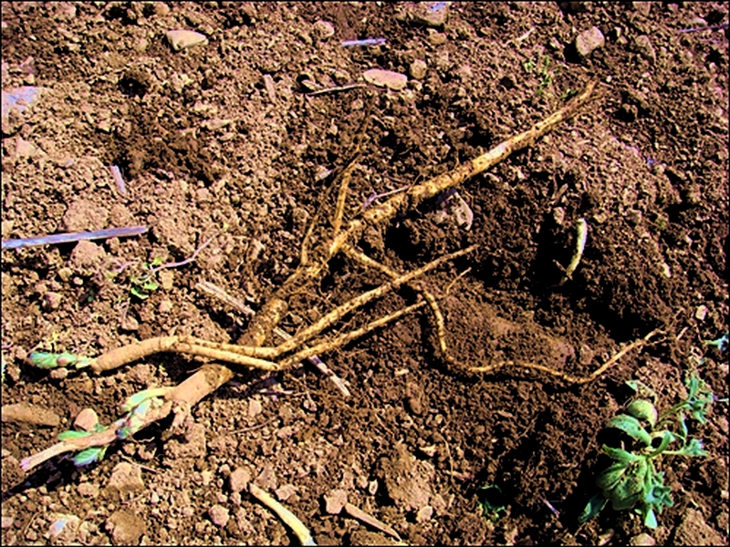 Image of Astragalus membranaceus specimen.