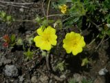 Potentilla vulcanicola. Верхушка цветущего растения. Камчатский край, Елизовский район, подножье вулкана Авачинская сопка, горная тундра, 980 м н.у.м. 18.07.2008.