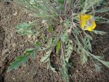 Papaver nudicaule