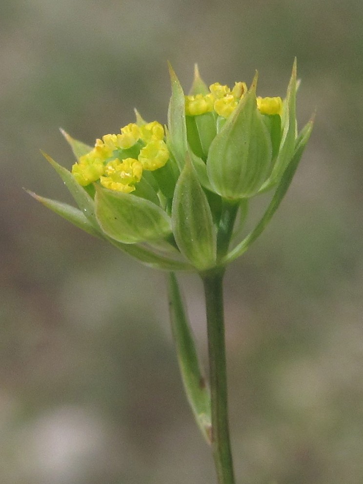 Image of Bupleurum baldense specimen.