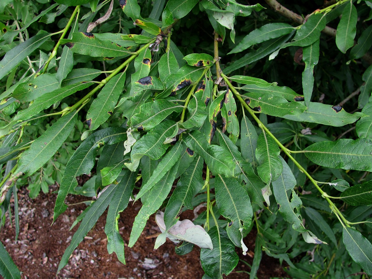 Image of Salix gmelinii specimen.