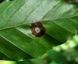 Fagus orientalis. Часть листа с поражением (вид снизу). Краснодарский край, Сочи, окр. Адлера, лес. 07.07.2015.