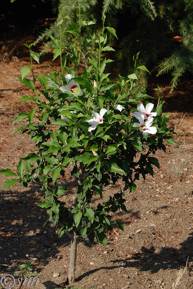 Изображение особи Hibiscus syriacus.