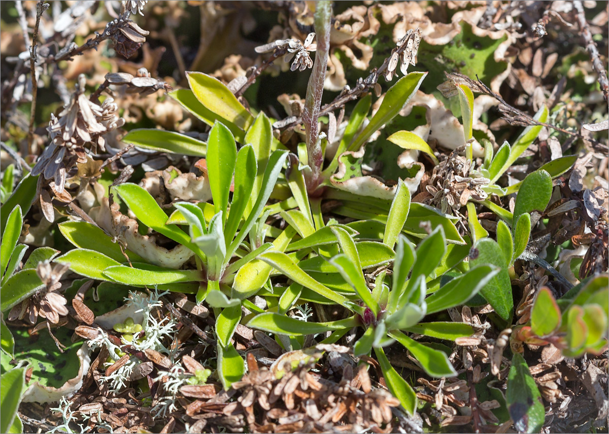 Image of Antennaria dioica specimen.