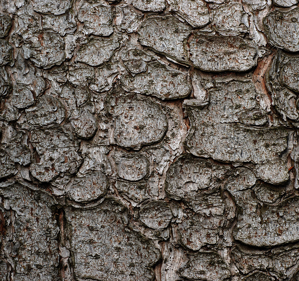 Image of Picea abies specimen.