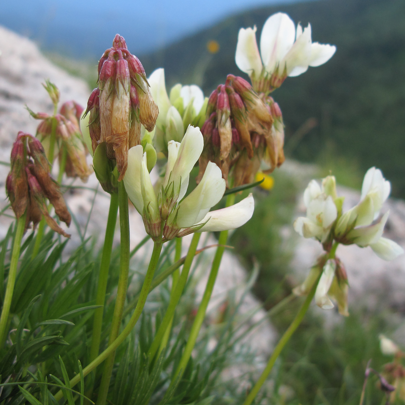 Image of Trifolium polyphyllum specimen.