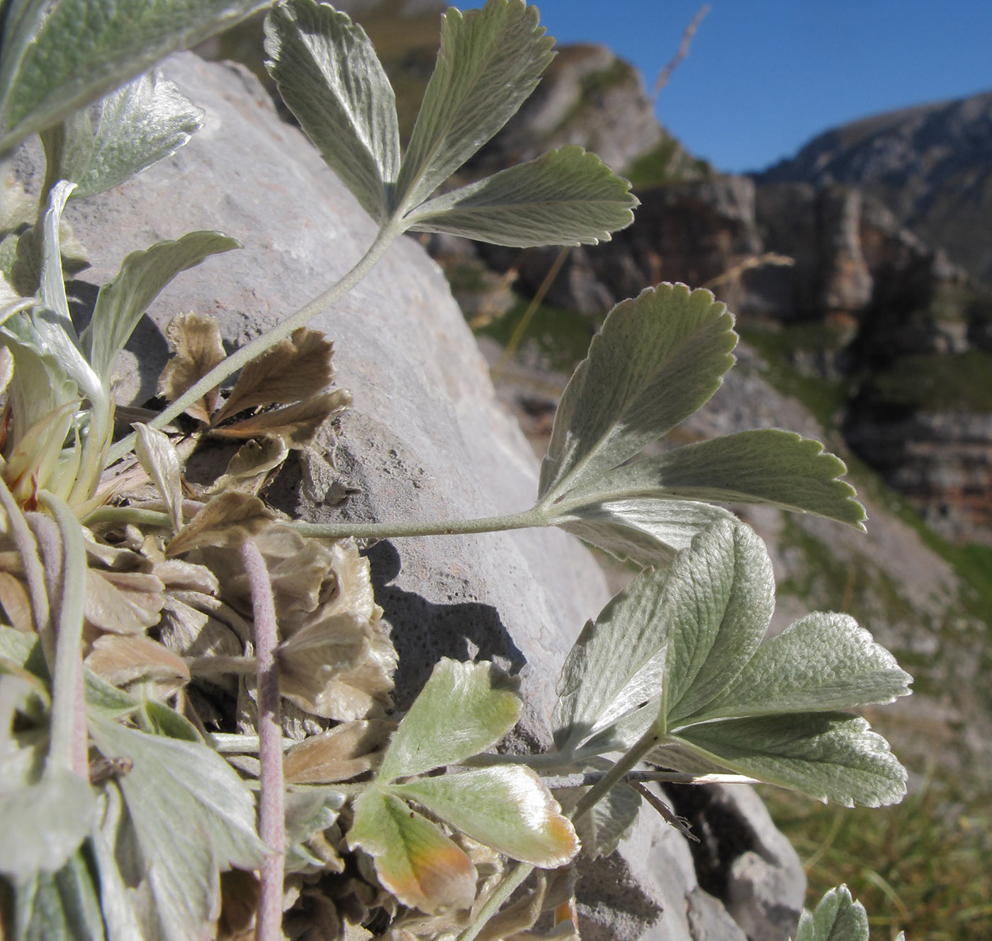 Image of Potentilla divina specimen.