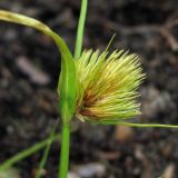 Carex bohemica