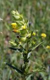 Rhinanthus songaricus. Верхушка цветущего растения. Кыргызстан, Нарынская обл., левый берег р. Нарын, окр. с. Алыш. 08.07.2015.