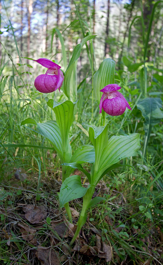 Image of Cypripedium macranthos specimen.