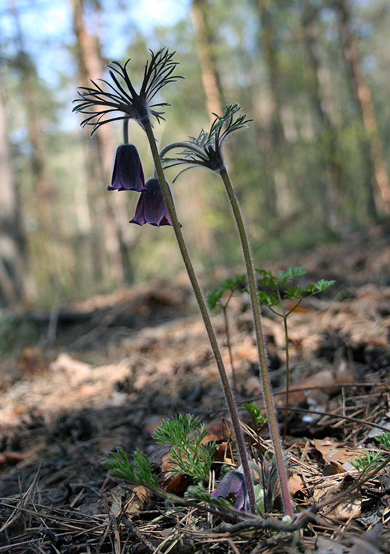 Image of Pulsatilla pratensis specimen.