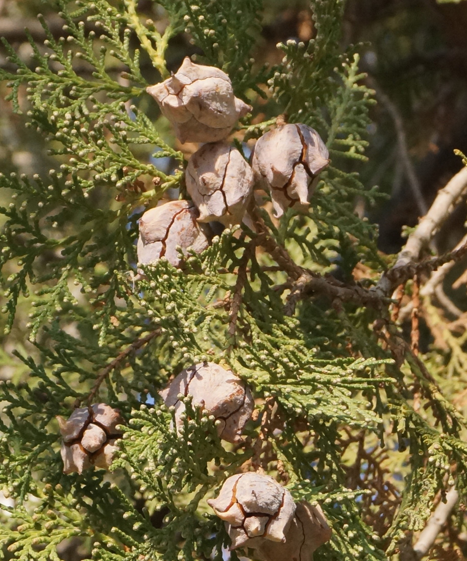 Изображение особи Platycladus orientalis.