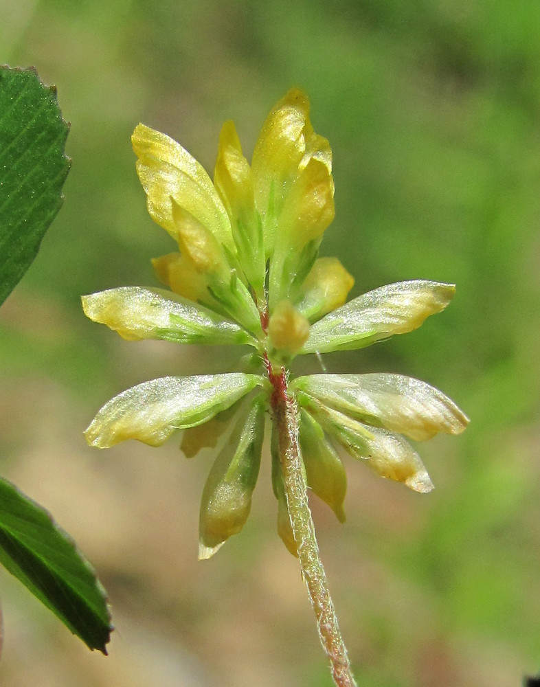 Изображение особи Trifolium dubium.