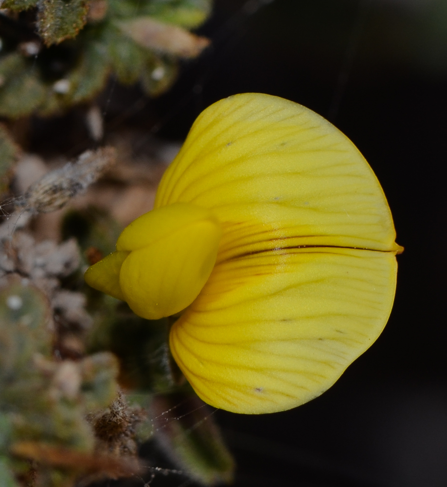 Image of Ononis hesperia specimen.