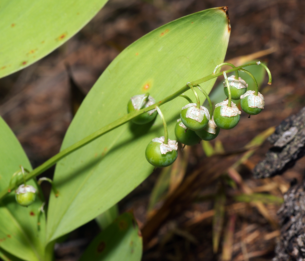 Изображение особи Convallaria majalis.