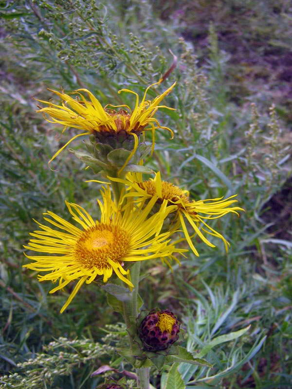 Изображение особи Inula helenium.