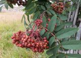 Sorbus aucuparia подвид glabrata. Гроздь с созревающими ягодами. Кольский п-ов, Восточный Мурман, Дальние Зеленцы. 16.08.2016.