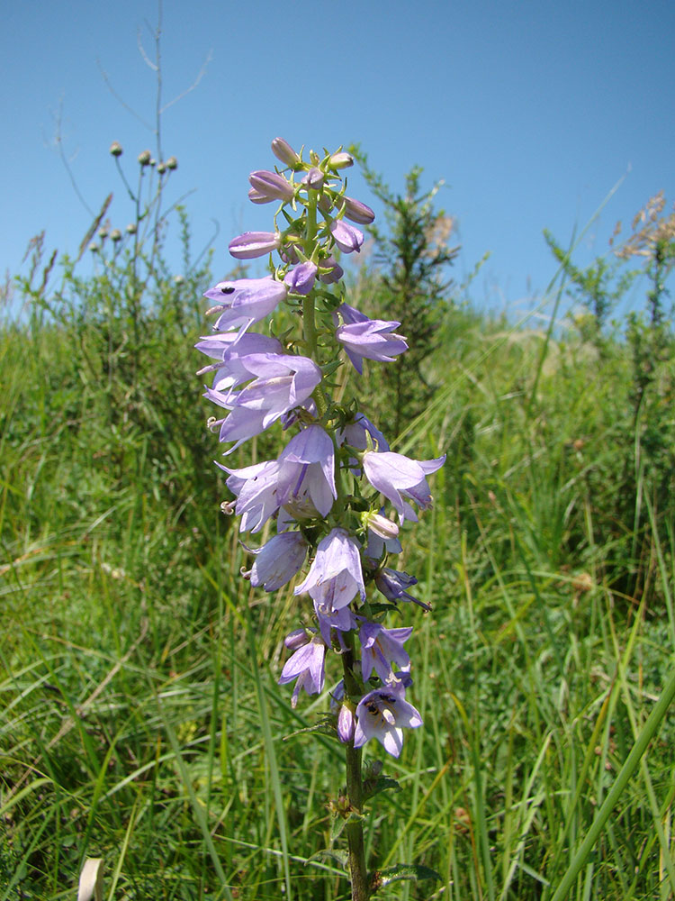 Image of Campanula bononiensis specimen.