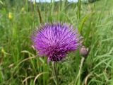 Cirsium maackii. Соцветие. Приморье, ЗАТО г. Фокино, о. Путятина, разнотравный луг. 17.08.2016.