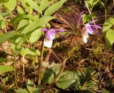 Calypso bulbosa. Цветущие растения. Якутия (Саха), Алданский р-н, северная окраина Алдана, тайга. 11.06.2016.