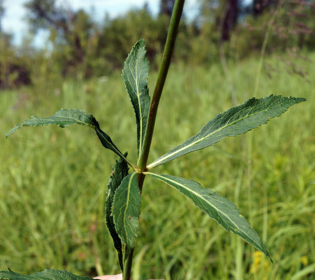 Image of Adenophora verticillata specimen.