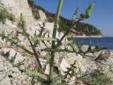 Sonchus oleraceus. Средняя часть растения с нераспустившимися и отцветшими элементарными соцветиями-корзинками. Краснодарский край, м/о г. Геленджик, окр. с. Дивноморское, приморский склон горы Димегана, скальное обнажение. 25.08.2014.